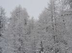 DSC 0094 s